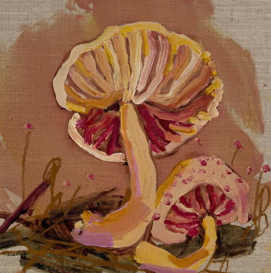 CALLISTOSPORIUM - canvas study